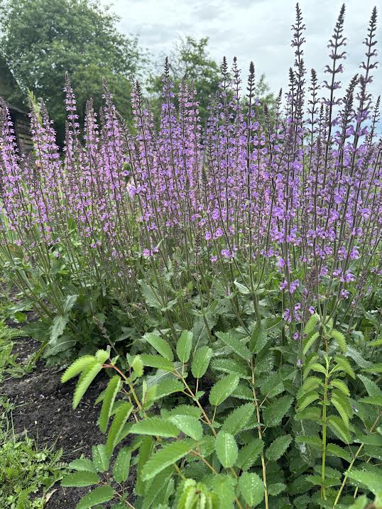 Gojinis šalavijas 'Serenade' (Salvia nemerosa)