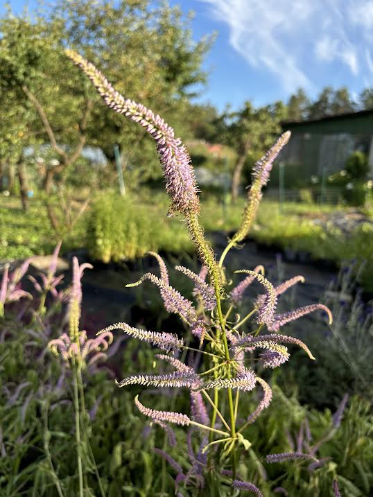 Virgininis veronikūnas 'Fascination' (Veronicastrum virginicum)