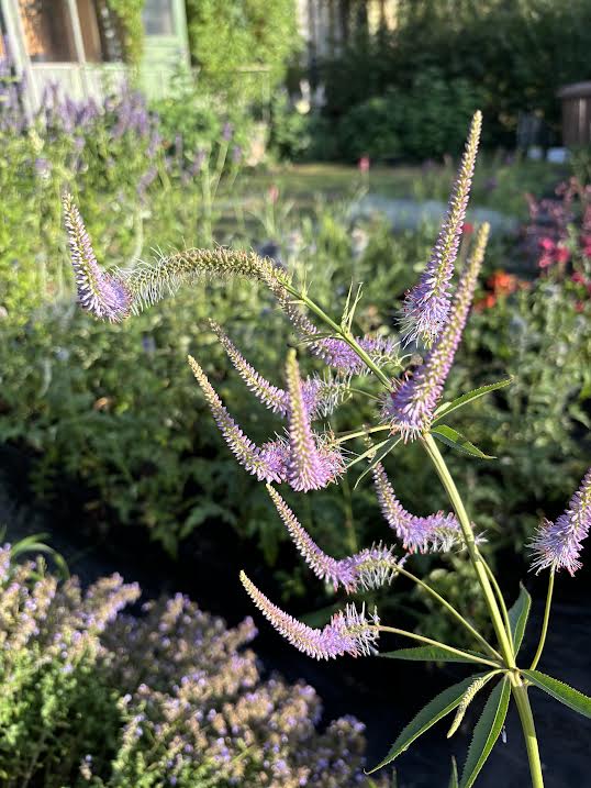 Virgininis veronikūnas 'Fascination' (Veronicastrum virginicum)