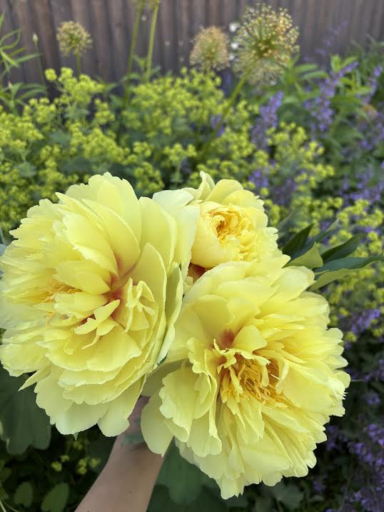 Bijūnas 'Bartzella' (Paeonia ITOH)