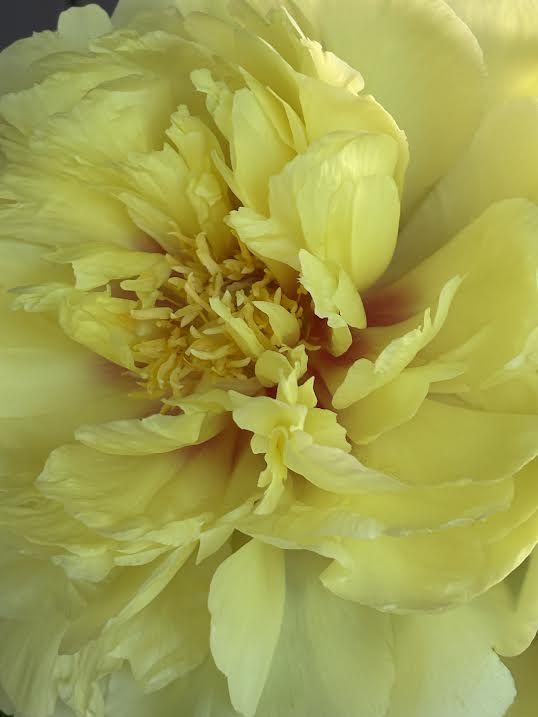 Bijūnas 'Bartzella' (Paeonia ITOH)