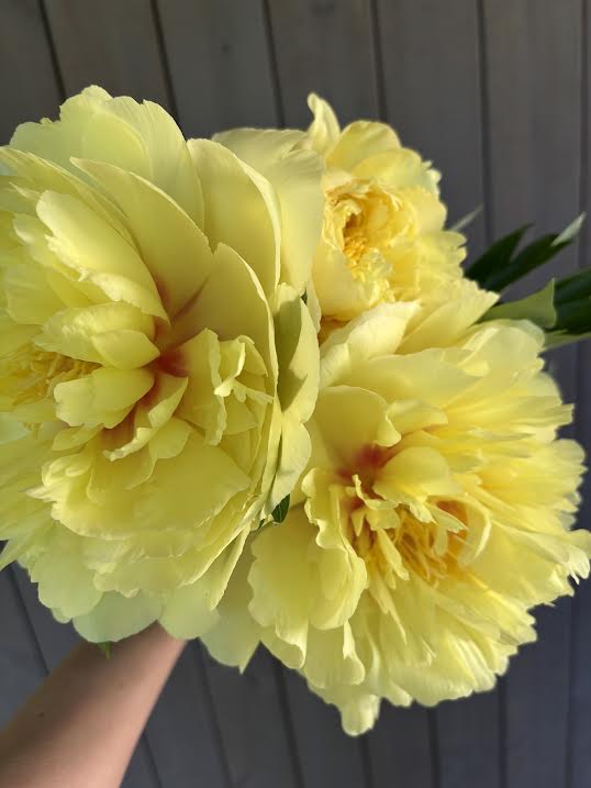 Bijūnas 'Bartzella' (Paeonia ITOH)