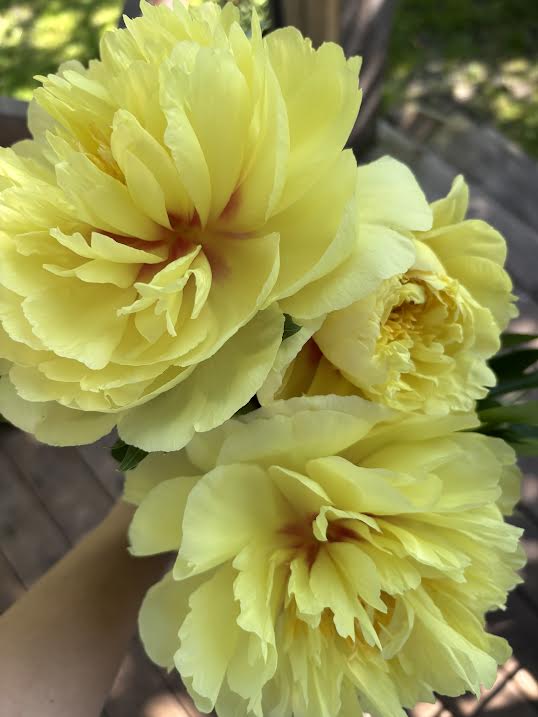 Bijūnas 'Bartzella' (Paeonia ITOH)
