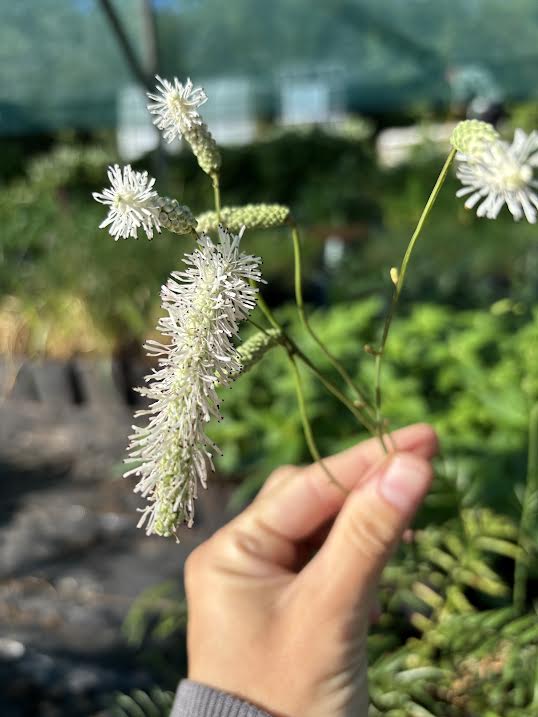 Kraujalakė 'Burr Blanc' (Sanguisorba)