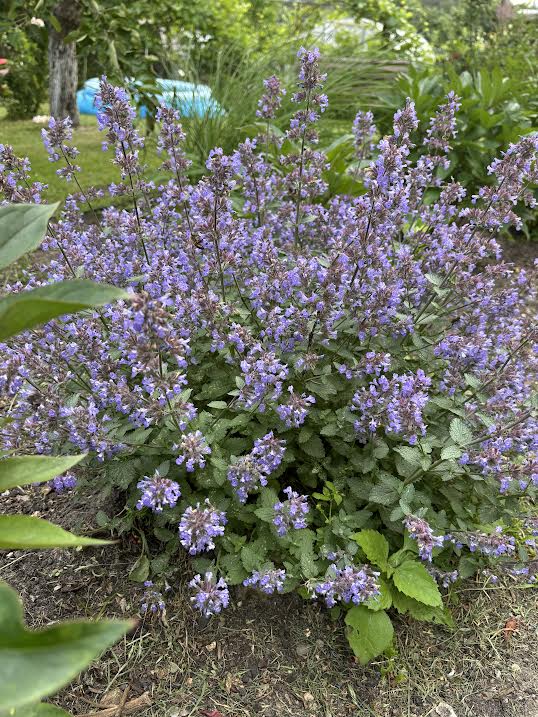 Katžolė 'Purrsian Blue'(Nepeta fassenii)