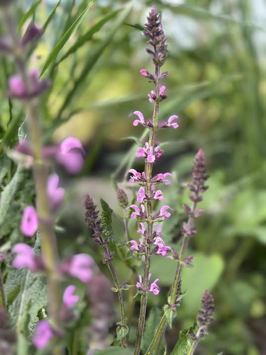 Gojinis šalavijas 'Serenade' (Salvia nemerosa)