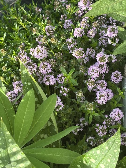 Čiobrelis 'Odoratus' (Thymus longicaulis)