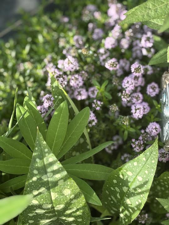Čiobrelis 'Odoratus' (Thymus longicaulis)