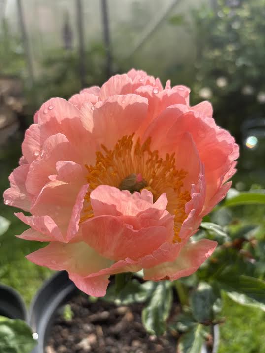 Bijūnas 'Coral Charm' (Paeonia lactiflora)