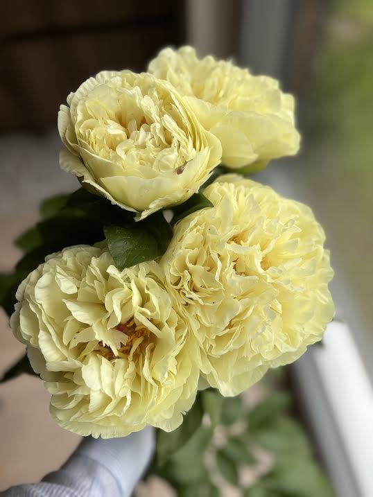 Bijūnas 'Lemon Chiffon' (Paeonia lactiflora)