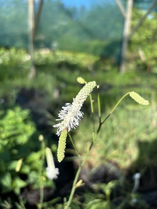 Kraujalakė 'Burr Blanc' (Sanguisorba)