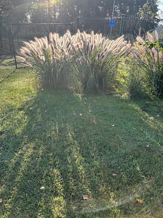 Soruolė pašiaušelinė 'Viridescens' (Pennisetum alopecuroides)