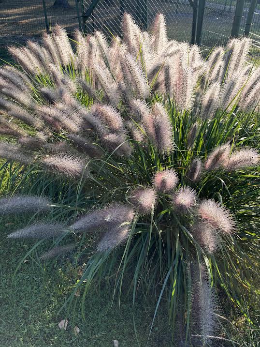 Soruolė pašiaušelinė 'Viridescens' (Pennisetum alopecuroides)