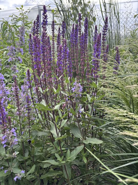 Gojinis šalavijas 'Caradonna' (Salvia nemerosa)