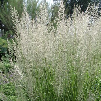 Smailiažiedis lendrūnas 'Waldenbuch' (Calamagrostis x acutiflora)
