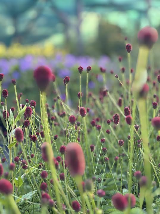 Vaistinė kraujalakė 'Tanna' (Sanguisorba officinalis)