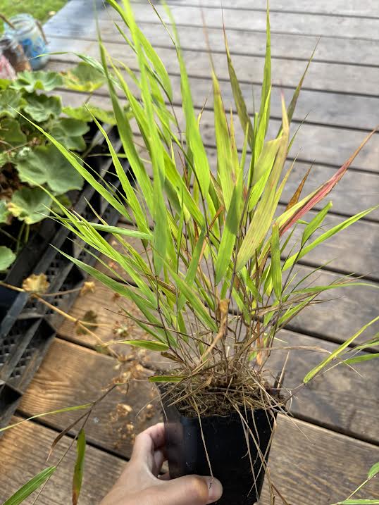 Didžioji hakonė (Hakonechloa macra)