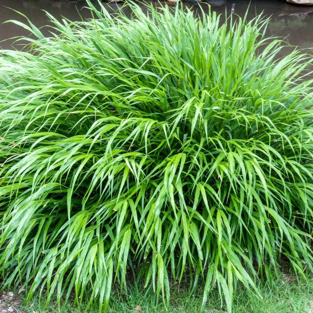 Didžioji hakonė (Hakonechloa macra)