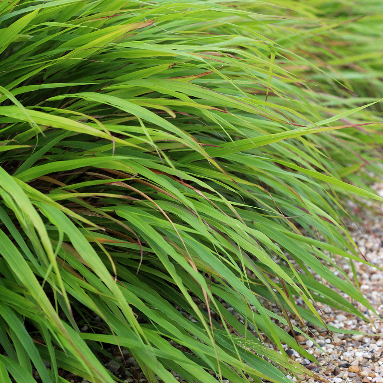 Didžioji hakonė (Hakonechloa macra)