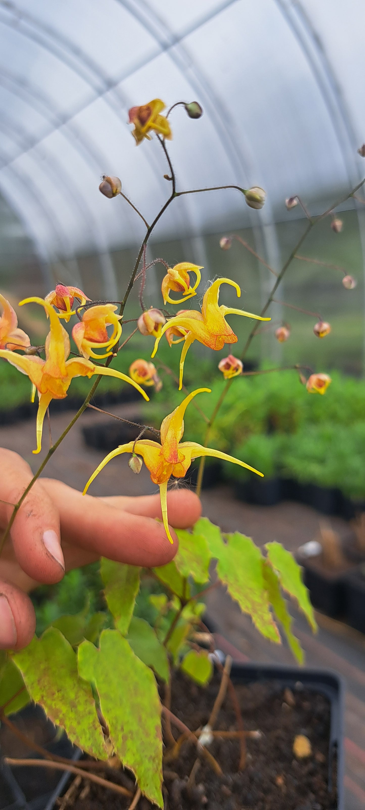 Epimedis 'Amber Queen'(Epimedium)