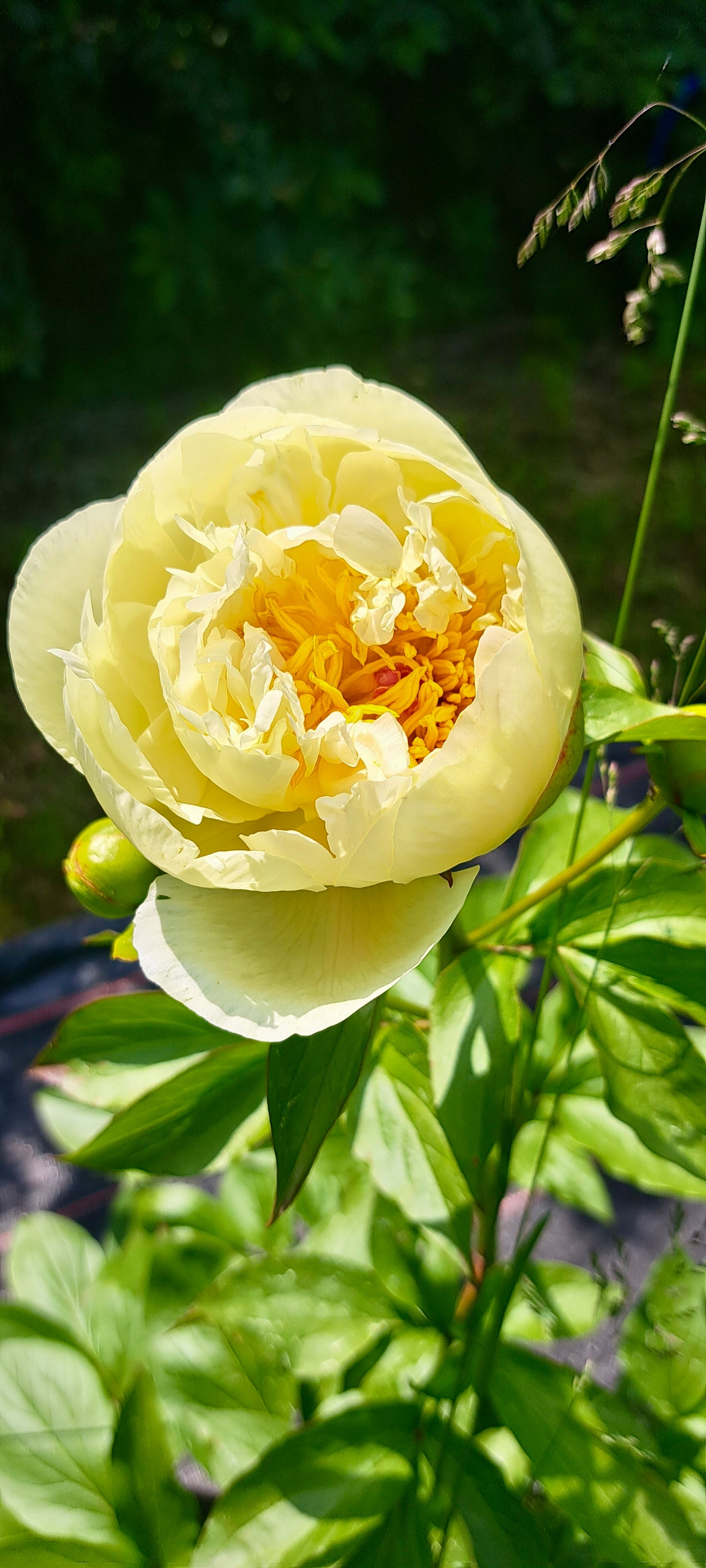 Bijūnas 'Lemon Chiffon' (Paeonia lactiflora)