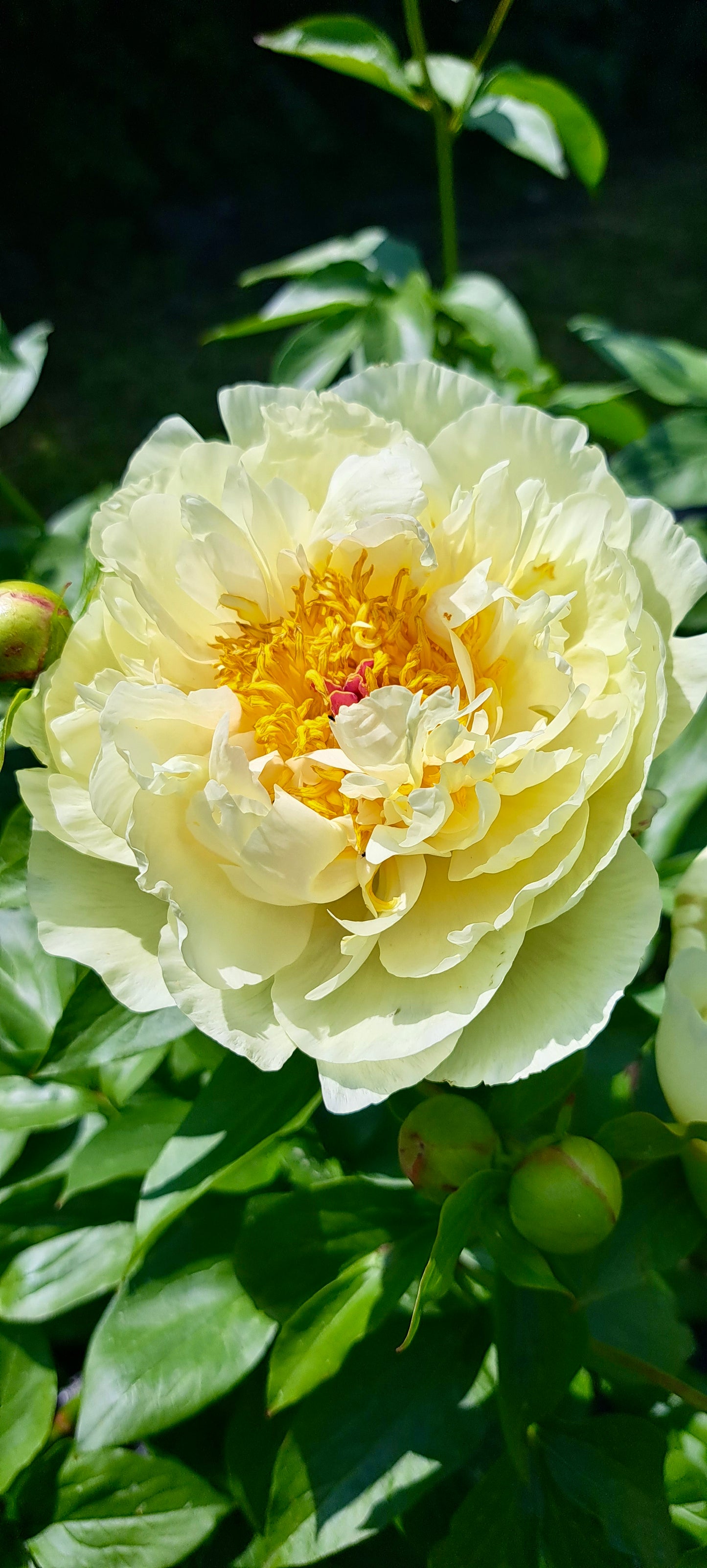 Bijūnas 'Lemon Chiffon' (Paeonia lactiflora)