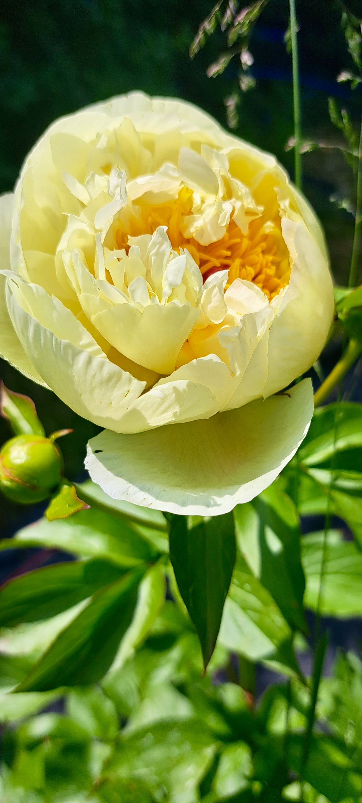 Bijūnas 'Lemon Chiffon' (Paeonia lactiflora)