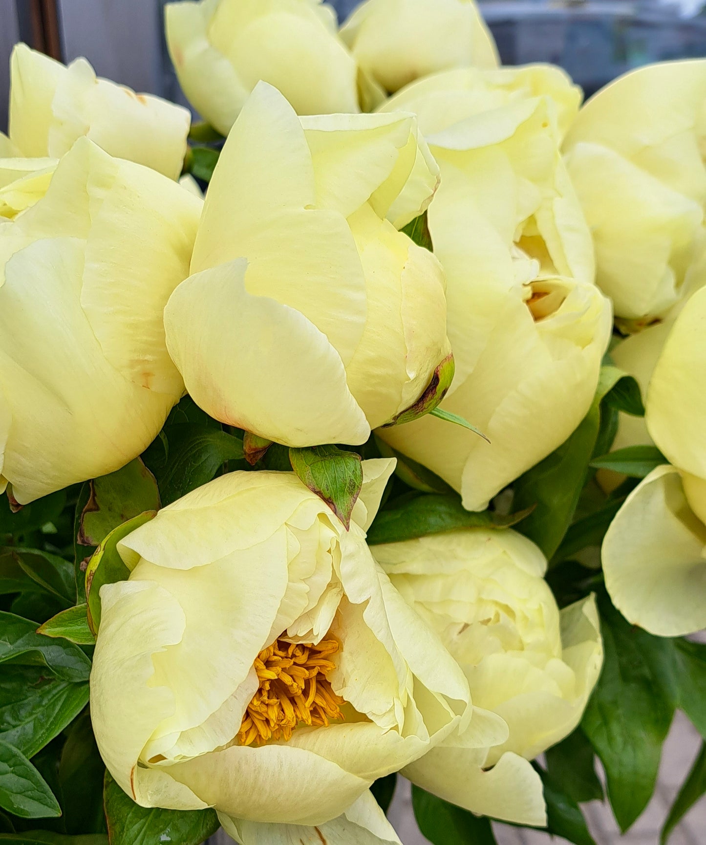 Bijūnas 'Lemon Chiffon' (Paeonia lactiflora)