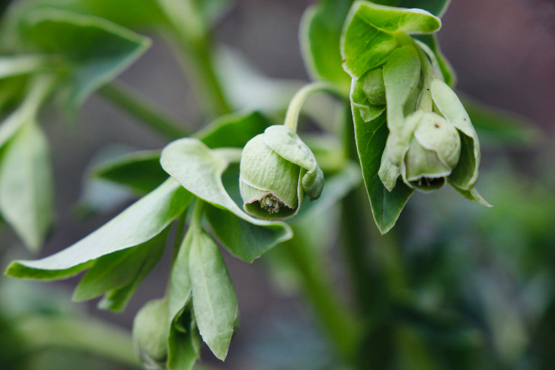 Heleboras (Helleborus foetidus)