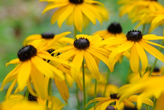 Žėrinčioji rudbekija 'Goldsturm' (Rudbeckia fulgida var. sullivantii)