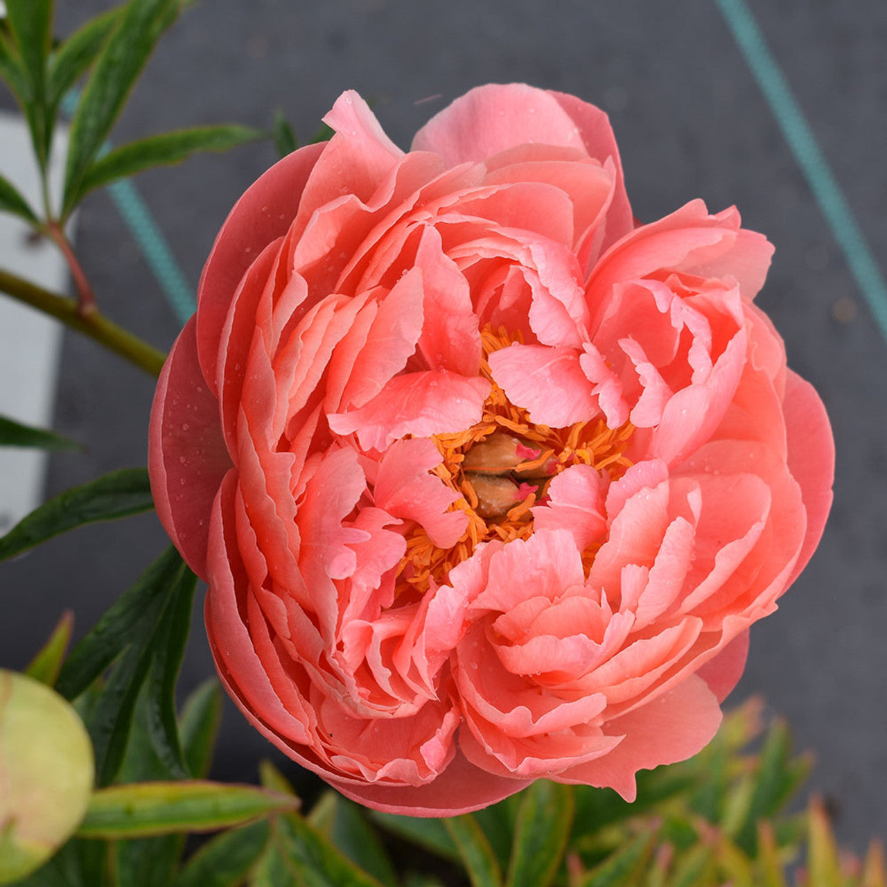 Bijūnas 'Coral Charm' (Paeonia lactiflora)
