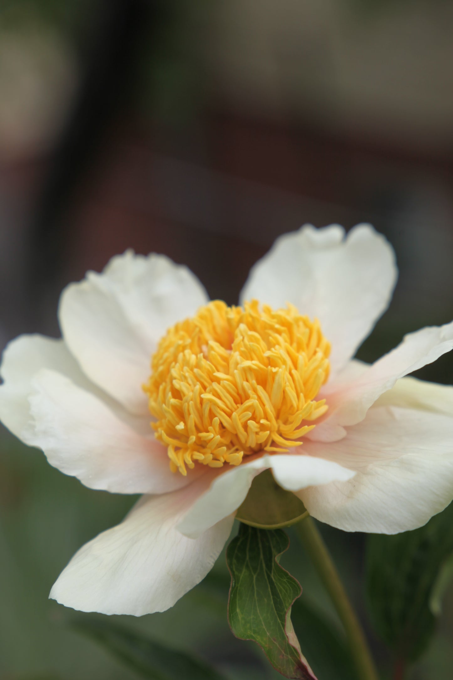 Bijūnas 'Claire de Lune' (Paeonia lactiflora)