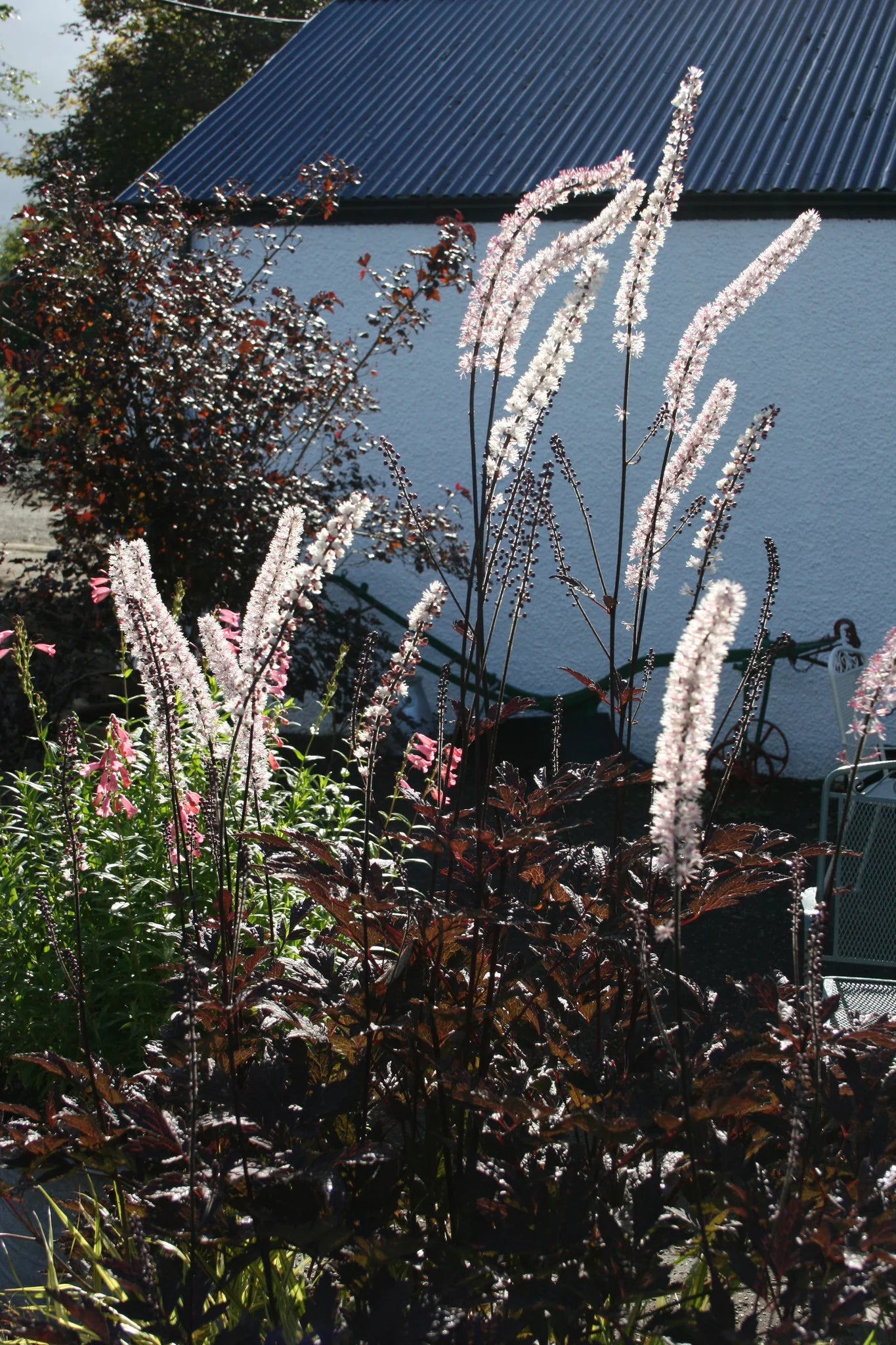 Blakėžudė 'Atropurpurea' (Actaea simplex)