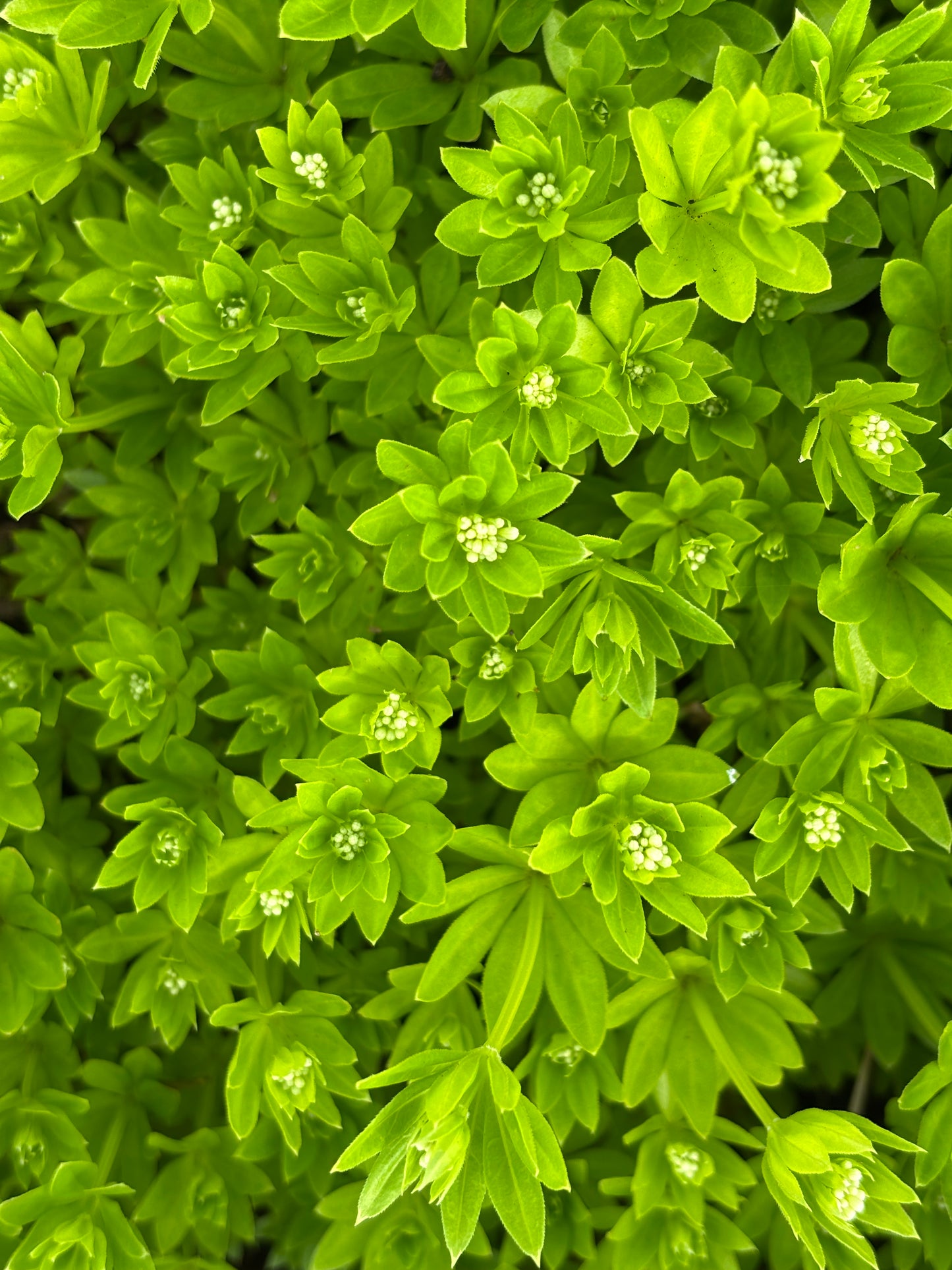 Kvapusis lipikas (Galium odoratum)