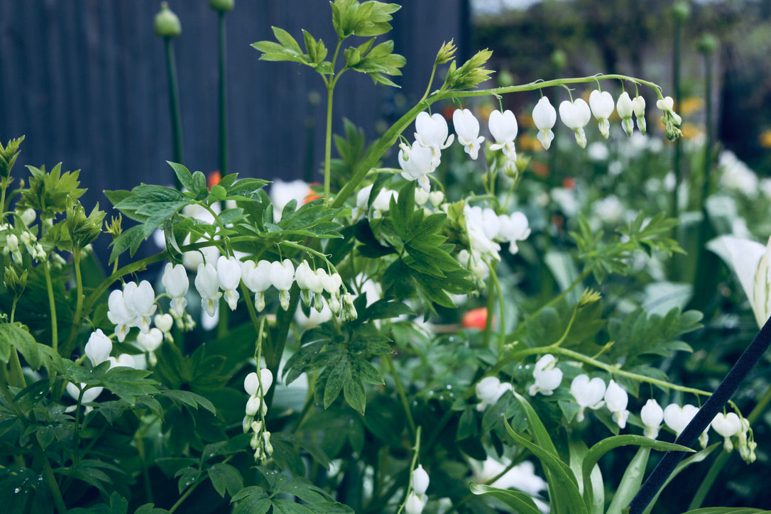 Dailusis auskarėlis 'Alba' (Dicentra spectabilis)