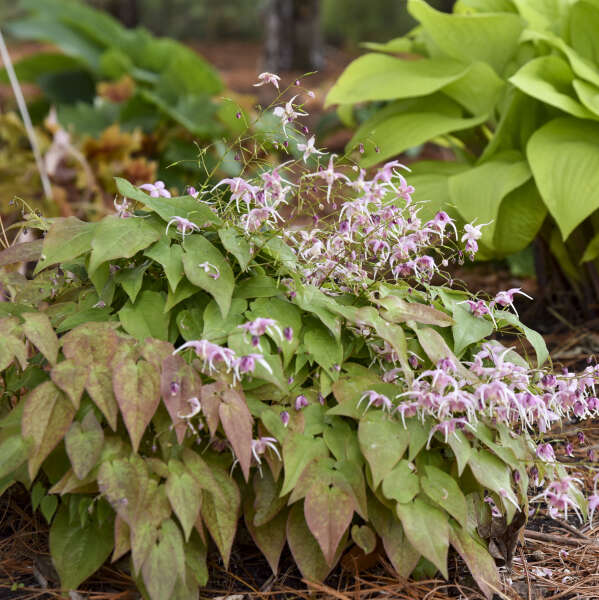 Epimedis 'Pretty in Pink' (Epimedium)