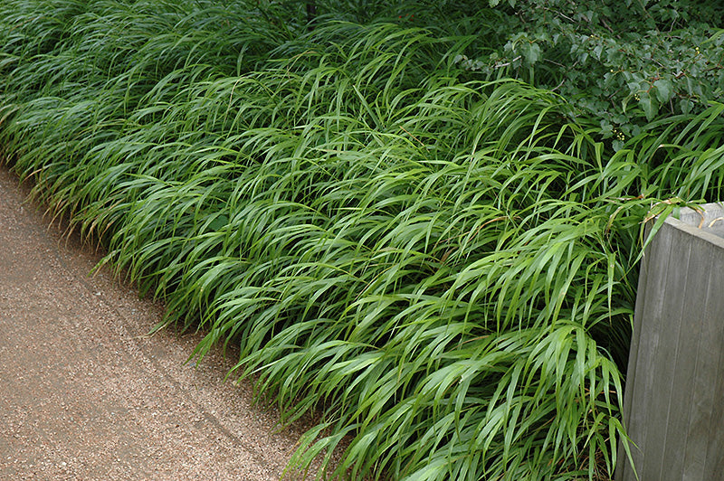 Didžioji hakonė (Hakonechloa macra)