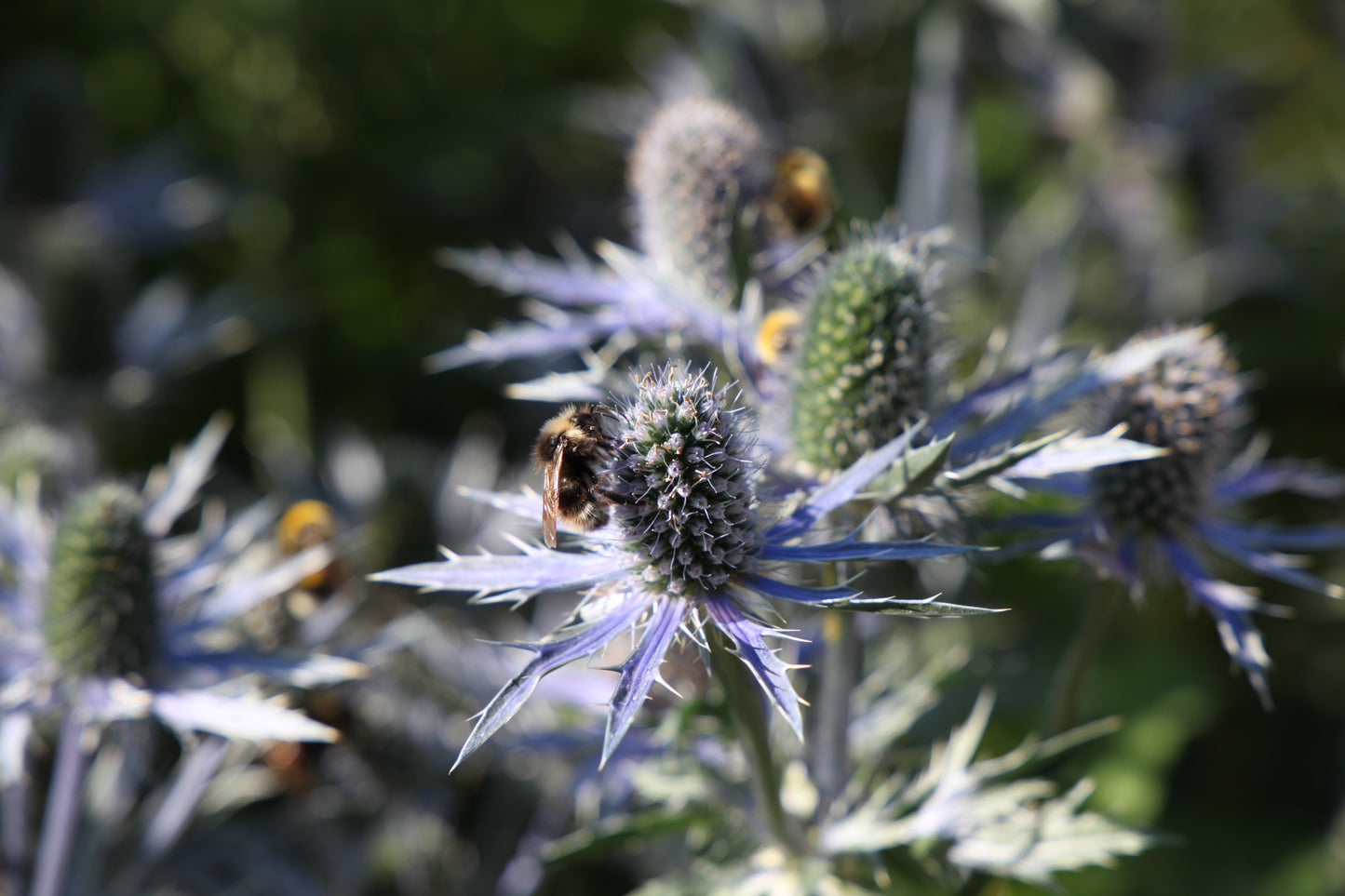 Zunda 'Big Blue' (Eryngium)