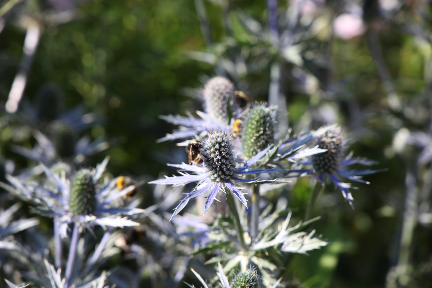 Zunda 'Big Blue' (Eryngium)