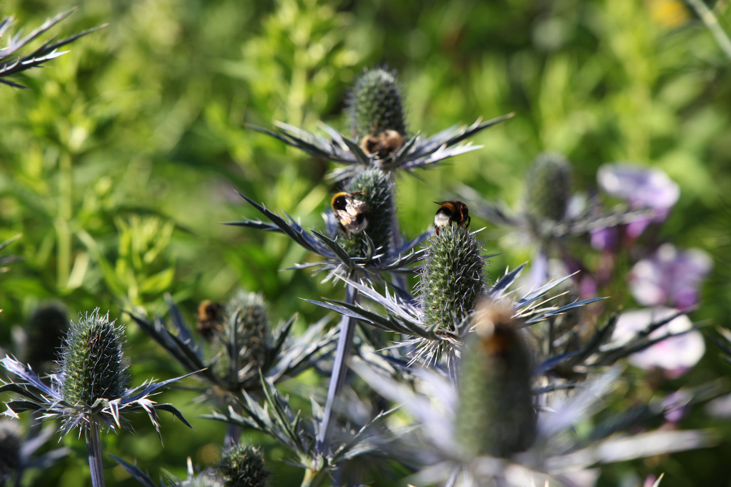 Zunda 'Big Blue' (Eryngium)