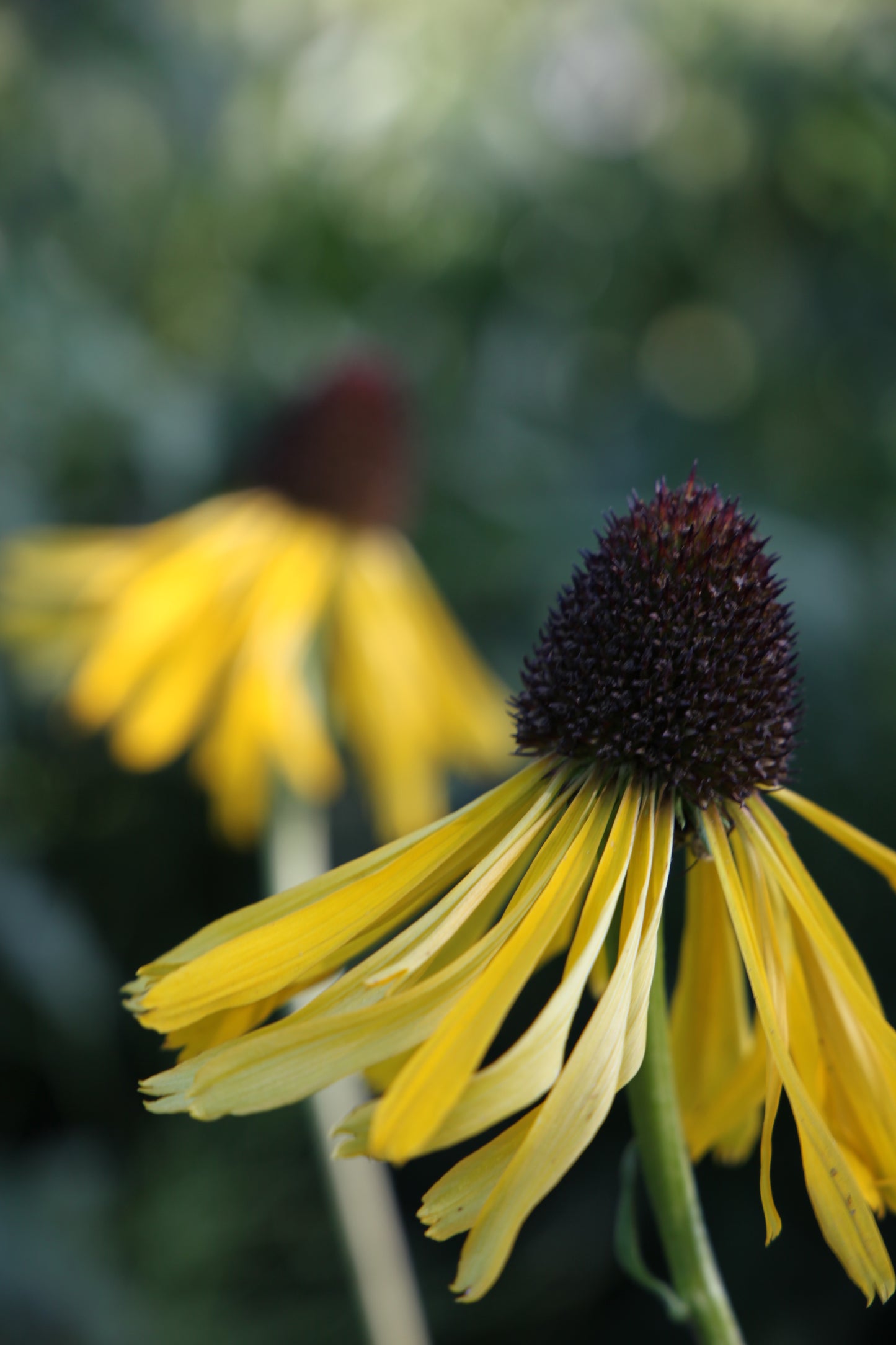 Keistoji ežiuolė (Echinacea paradoxa)