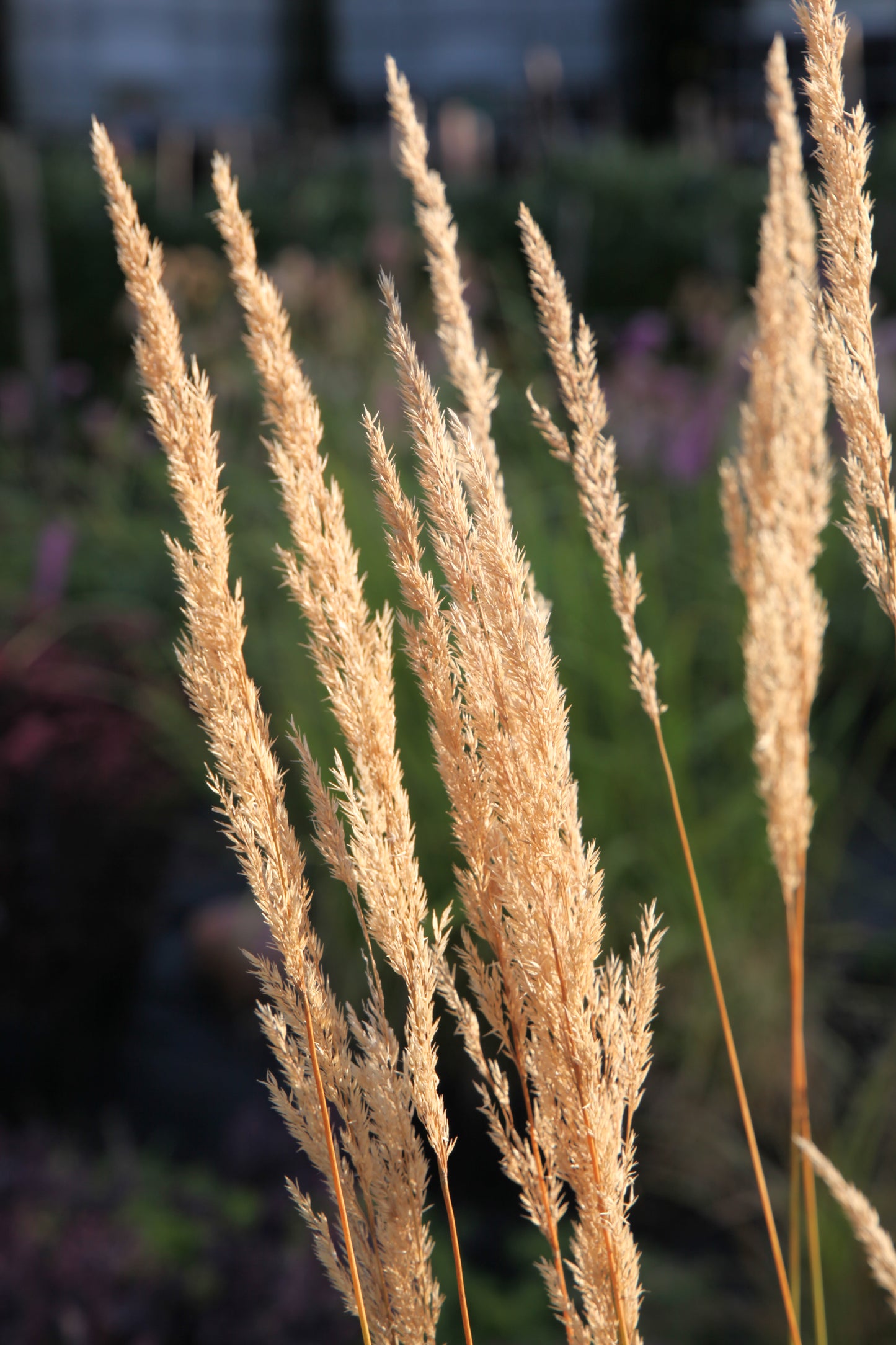 Smaliažiedis lendrūnas 'Karl Foerster'(Calamagrostis acutiflora)