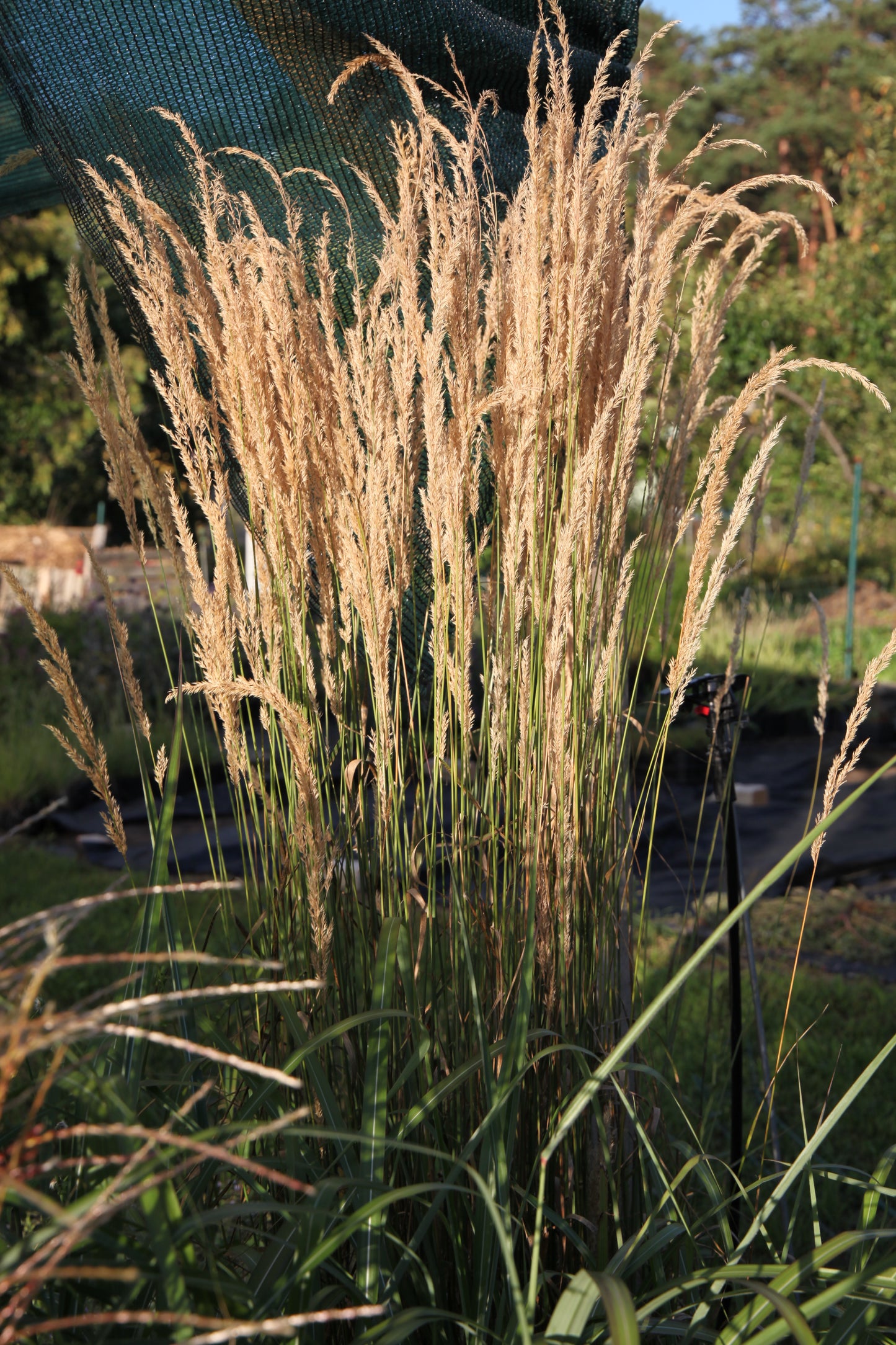 Smaliažiedis lendrūnas 'Karl Foerster'(Calamagrostis acutiflora)
