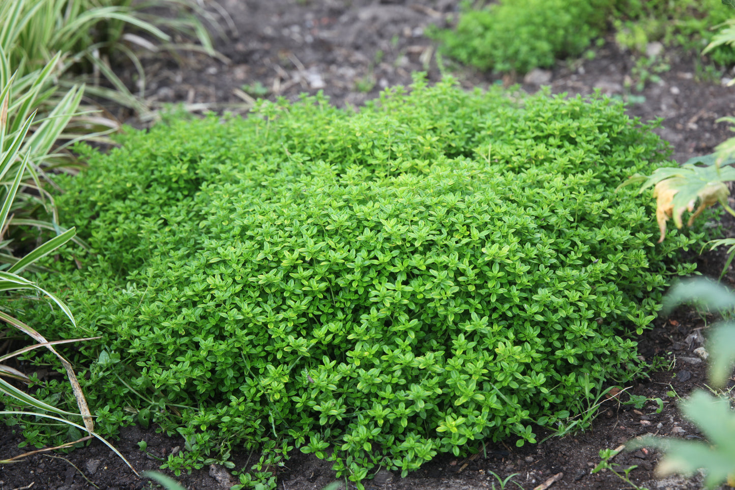 Citrininis čiobrelis 'Aureus' (Thymus citriodorus )