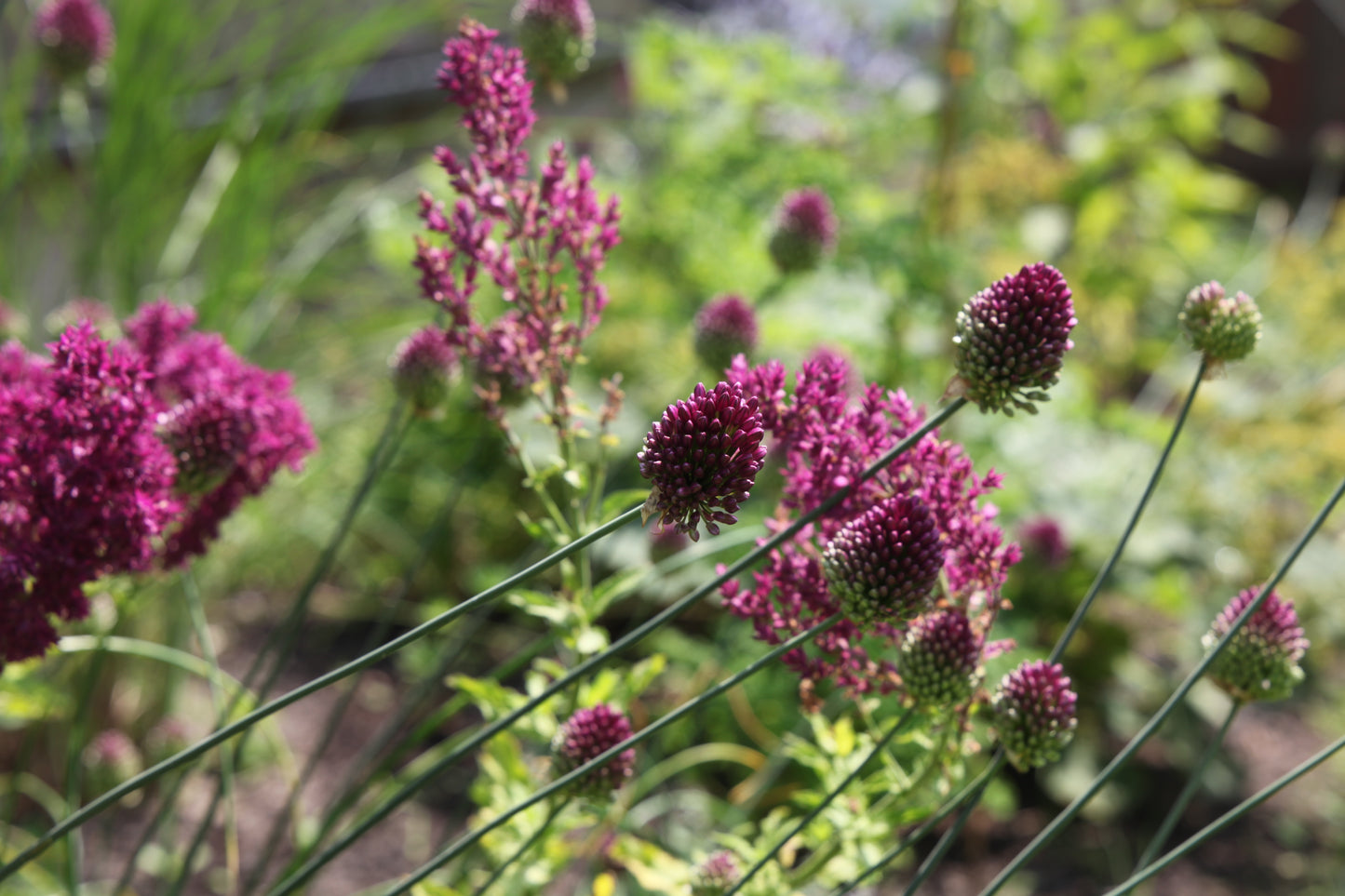 Gojinis šalavijas 'Schwellenburg' (Salvia nemerosa)