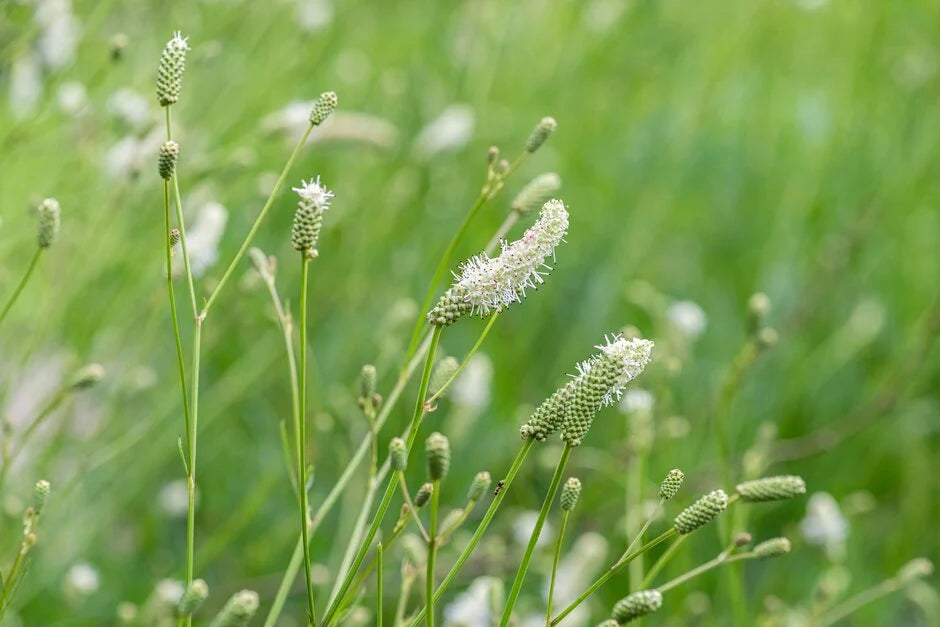 Kraujalakė 'Burr Blanc' (Sanguisorba)