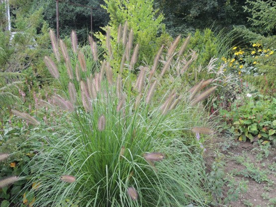 Soruolė pašiaušelinė 'Japonicum'(Pennisetum alopecuroides)