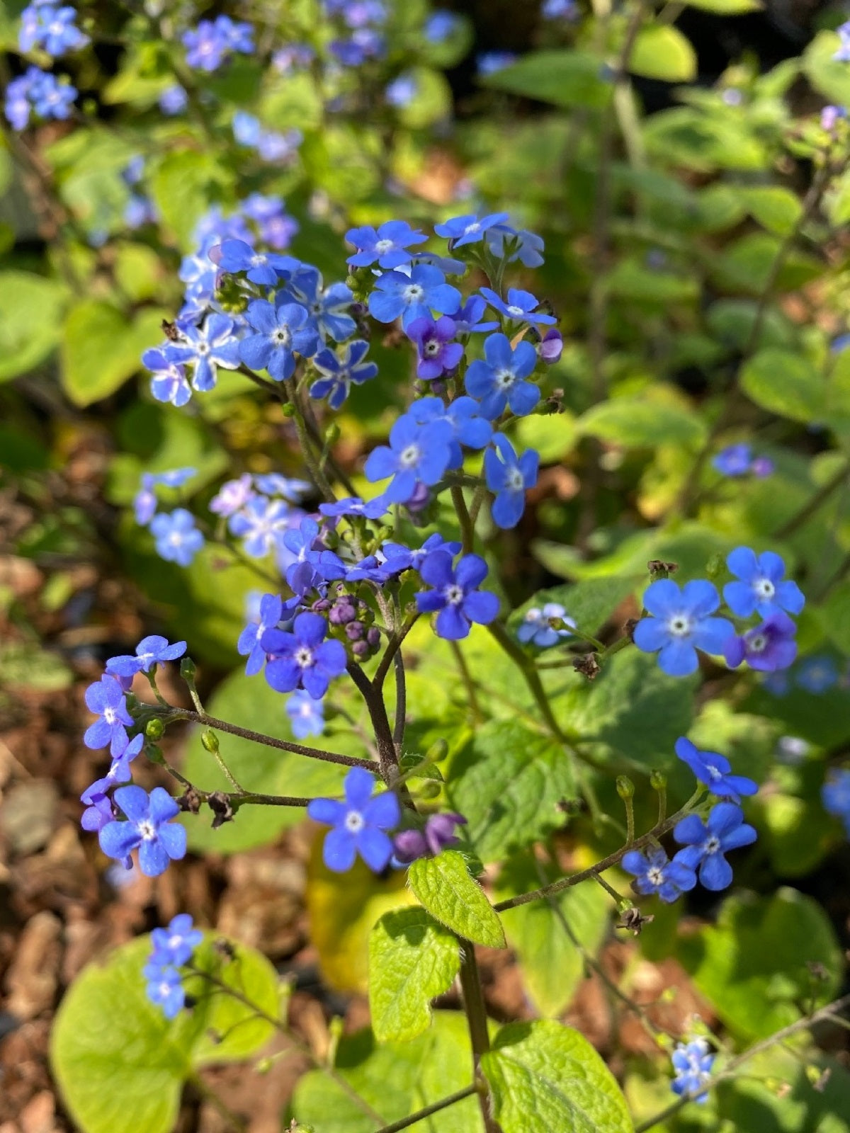 Stambialapė brunera (Brunnera macrophylla)