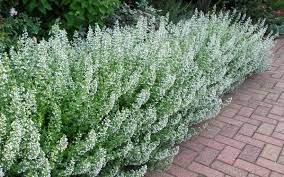 Vaistinė girmėtė 'White Cloud' (Calamintha nepeta)