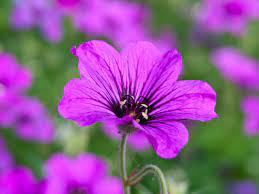 Snaputis 'Patricia' (Geranium)